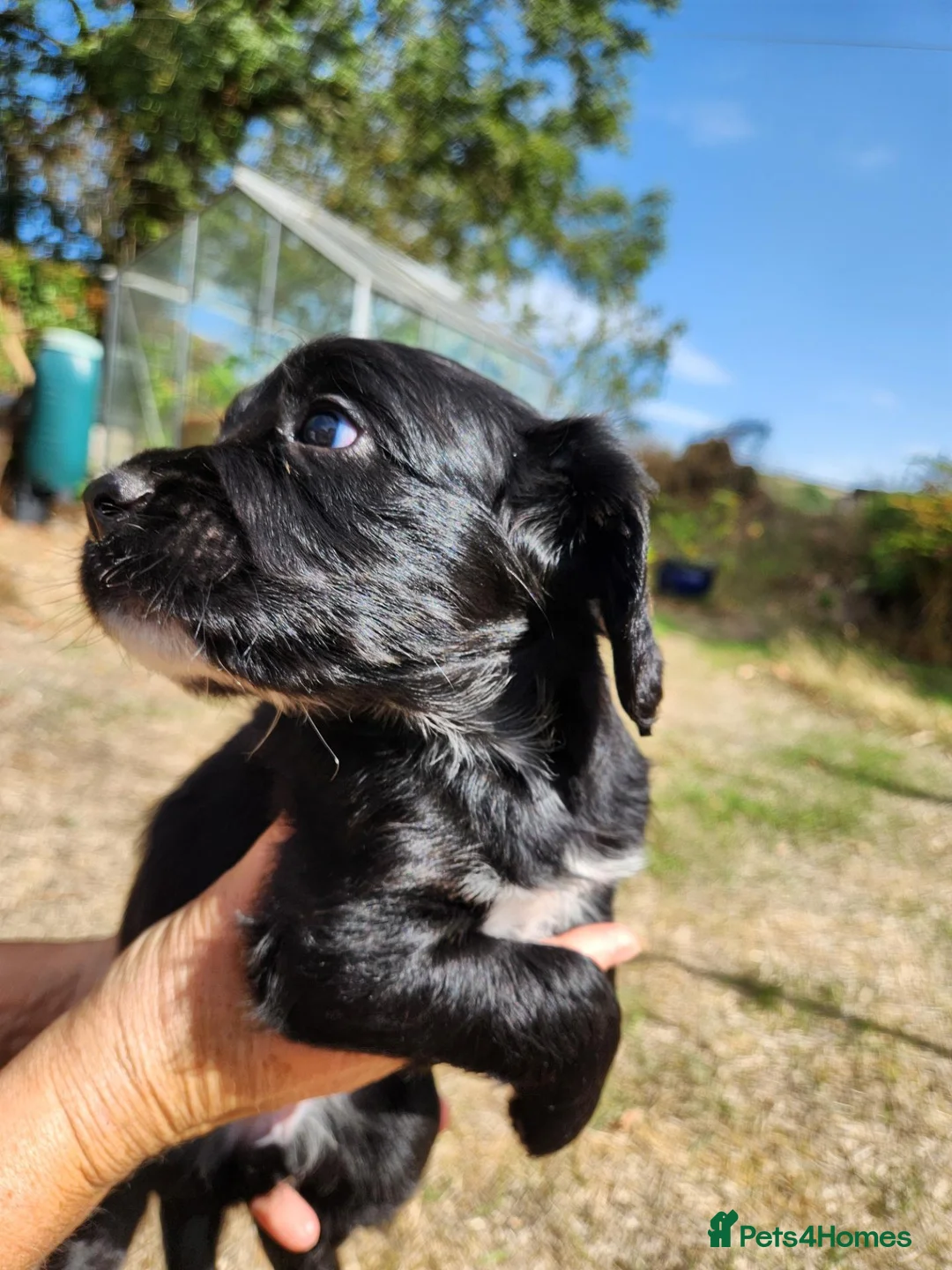 Cocker Spaniel dogs for sale: Cocker spaniel puppies in Exeter - Advert 2