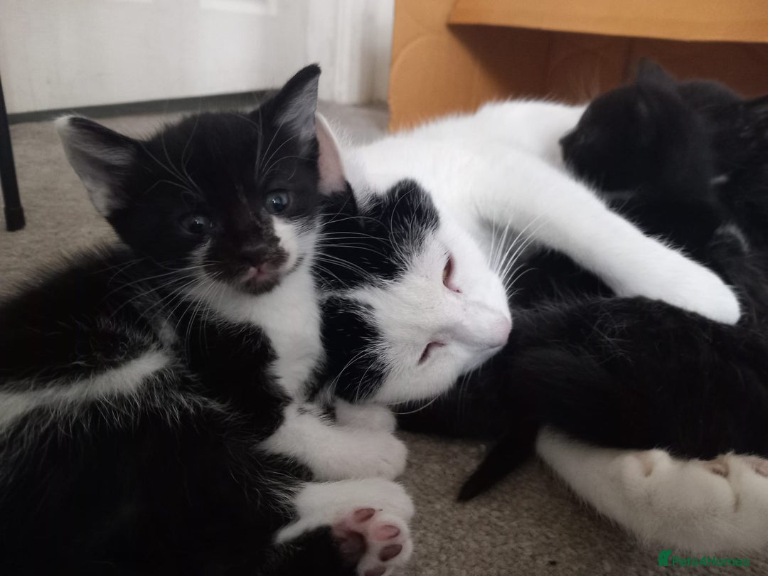 British Shorthair cats for sale: Lovely kittens looking for home - Image 4