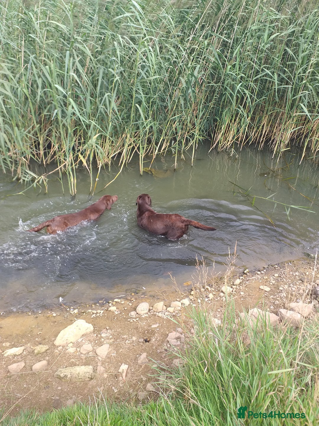Labrador Retriever dogs for sale: KC Chocolate labrador (Ready To Go Now)🦮 - Image 15