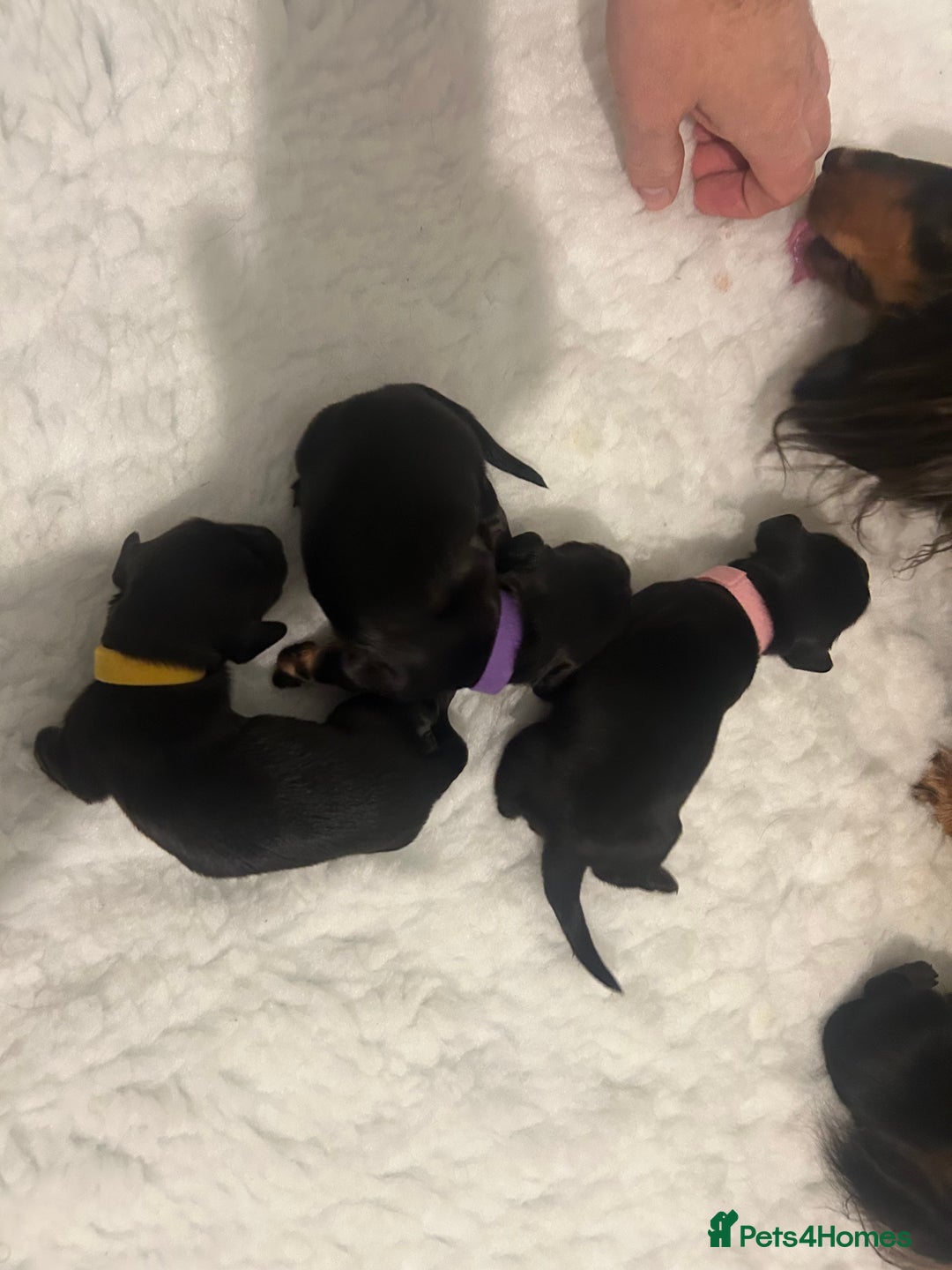 Miniature Dachshund dogs for sale: Black and Tan Miniature Daschund  - Advert 6