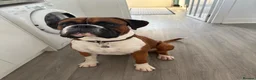 Boxer dogs for stud: Full pedigree boxer dog for stud  - Advert 3