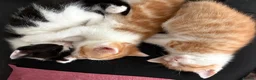 Mixed Breed cats for sale: Beautiful kittens - Advert 2