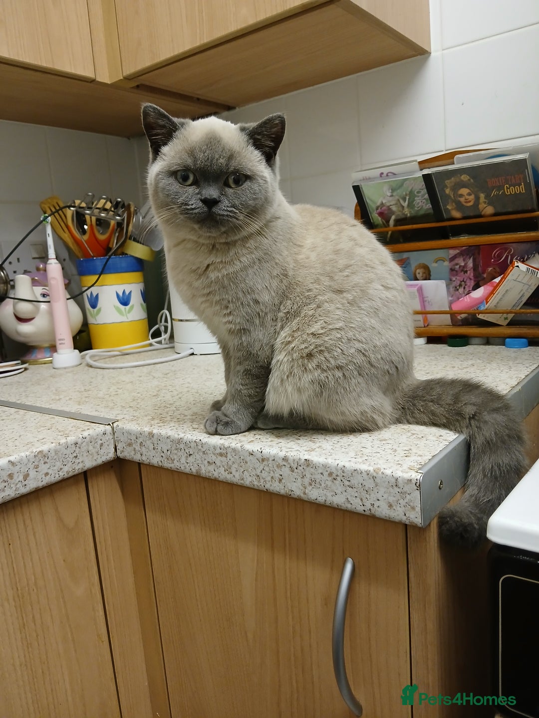 British Shorthair cats for sale: STUNNING LILAC BLUE BHS YOUNG FEMALE CAT - Advert 1