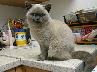 British Shorthair cats STUNNING LILAC BLUE BHS YOUNG FEMALE CAT - Advert 2