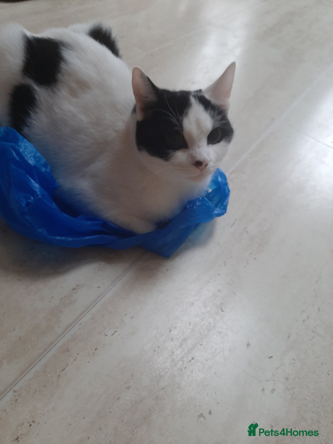 Russian Blue cats for sale: 2 kittens, very playful and loving - Advert 3