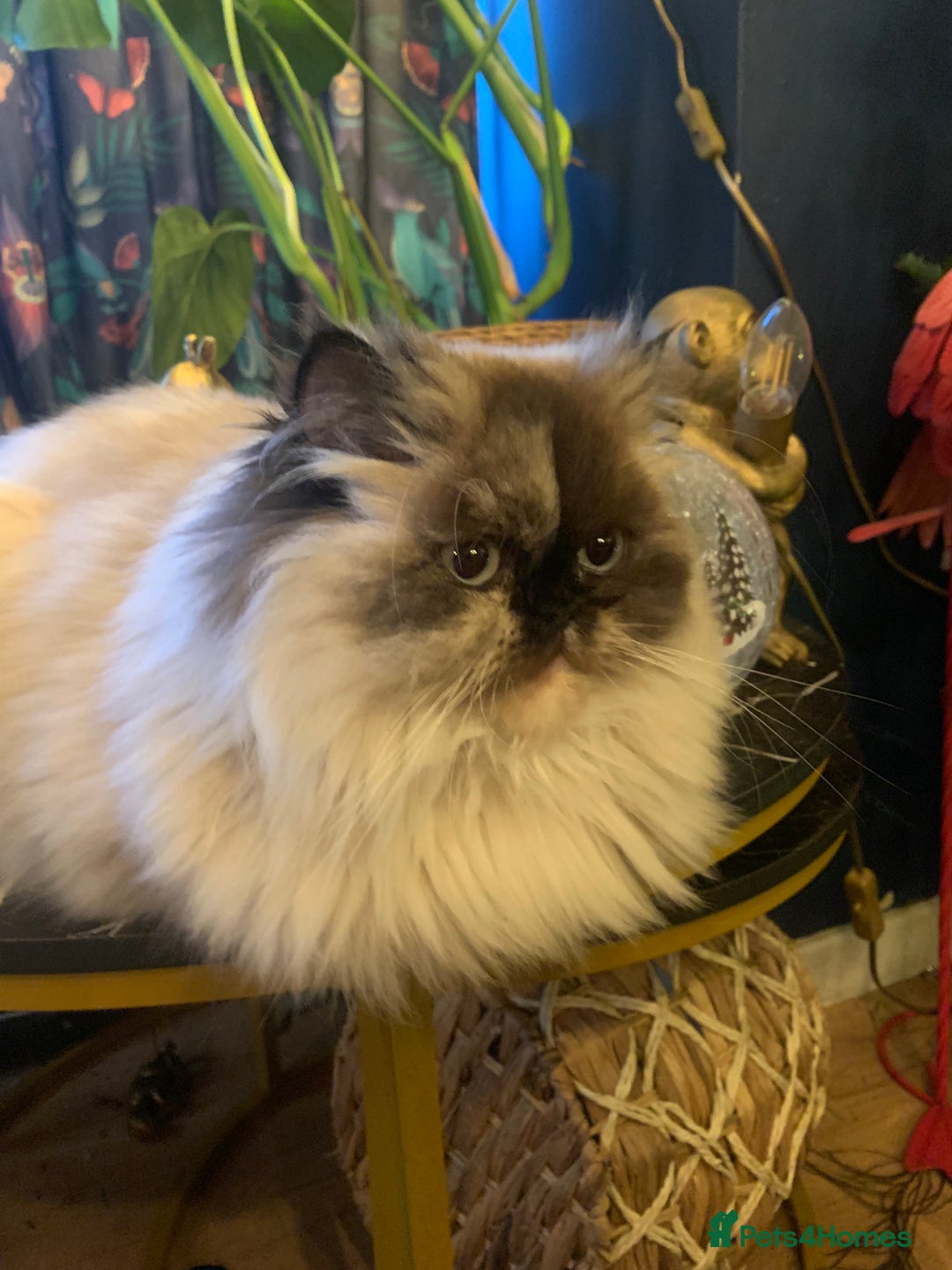 Persian cats for sale: Beautiful Persian queen  - Advert 4