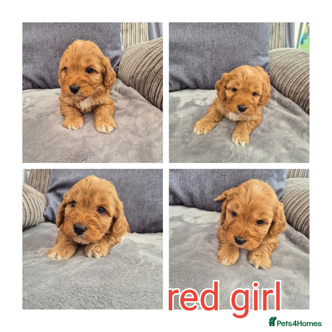 Cockapoo dogs for sale: Cockerpoo puppies  - Advert 1