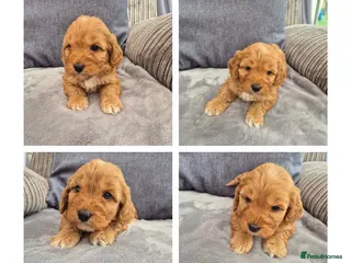 Cockapoo dogs Cockerpoo puppies - Advert 14