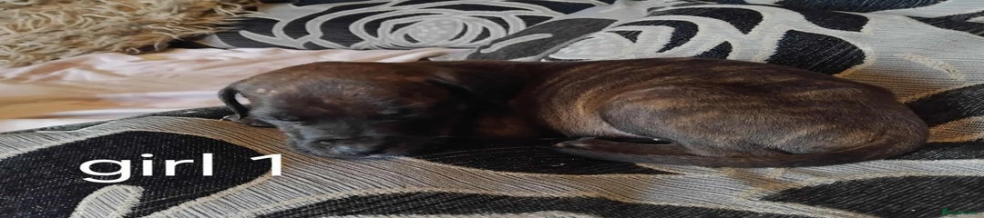 Mixed Breed Puppy 4