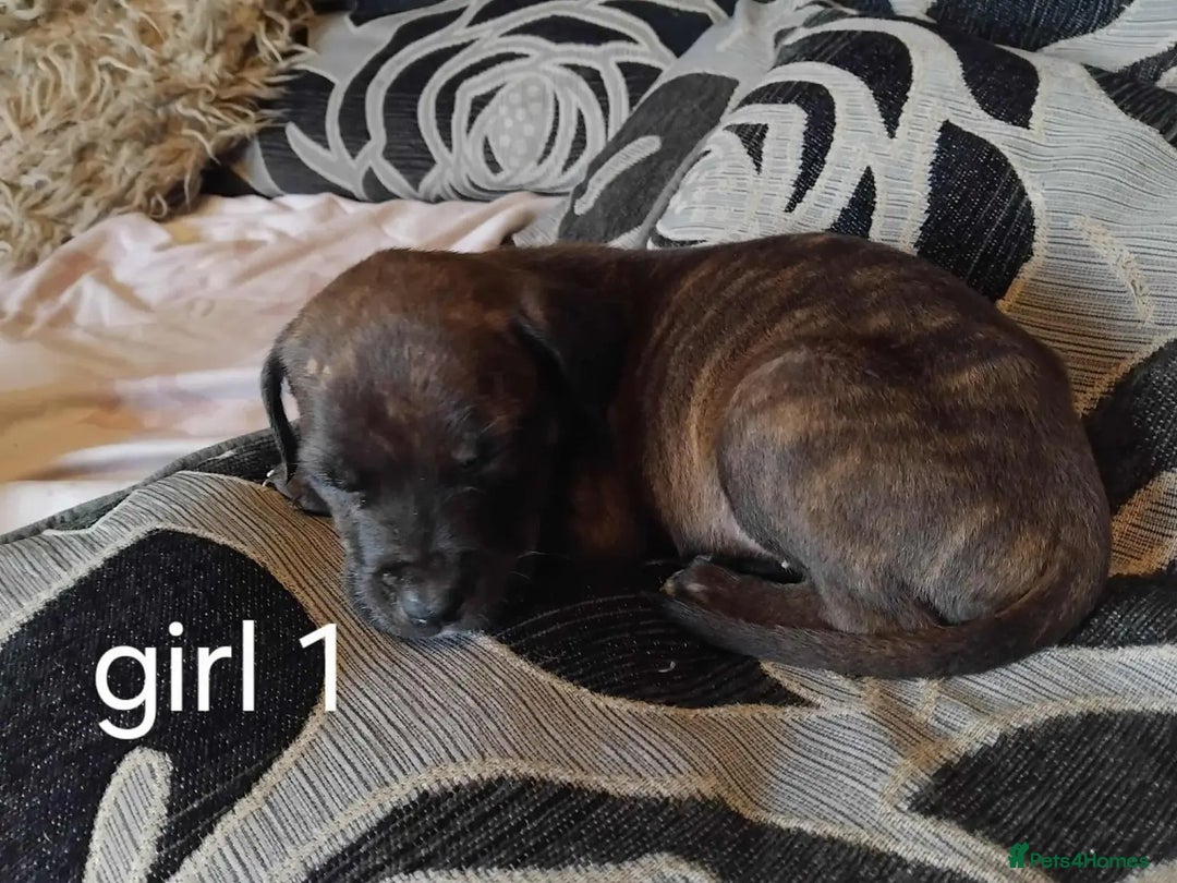 Mixed Breed dogs for sale: Puppys  - Image 7