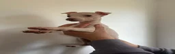 Italian Greyhound dogs for sale: Cream  girl ready to leave  - Advert 1