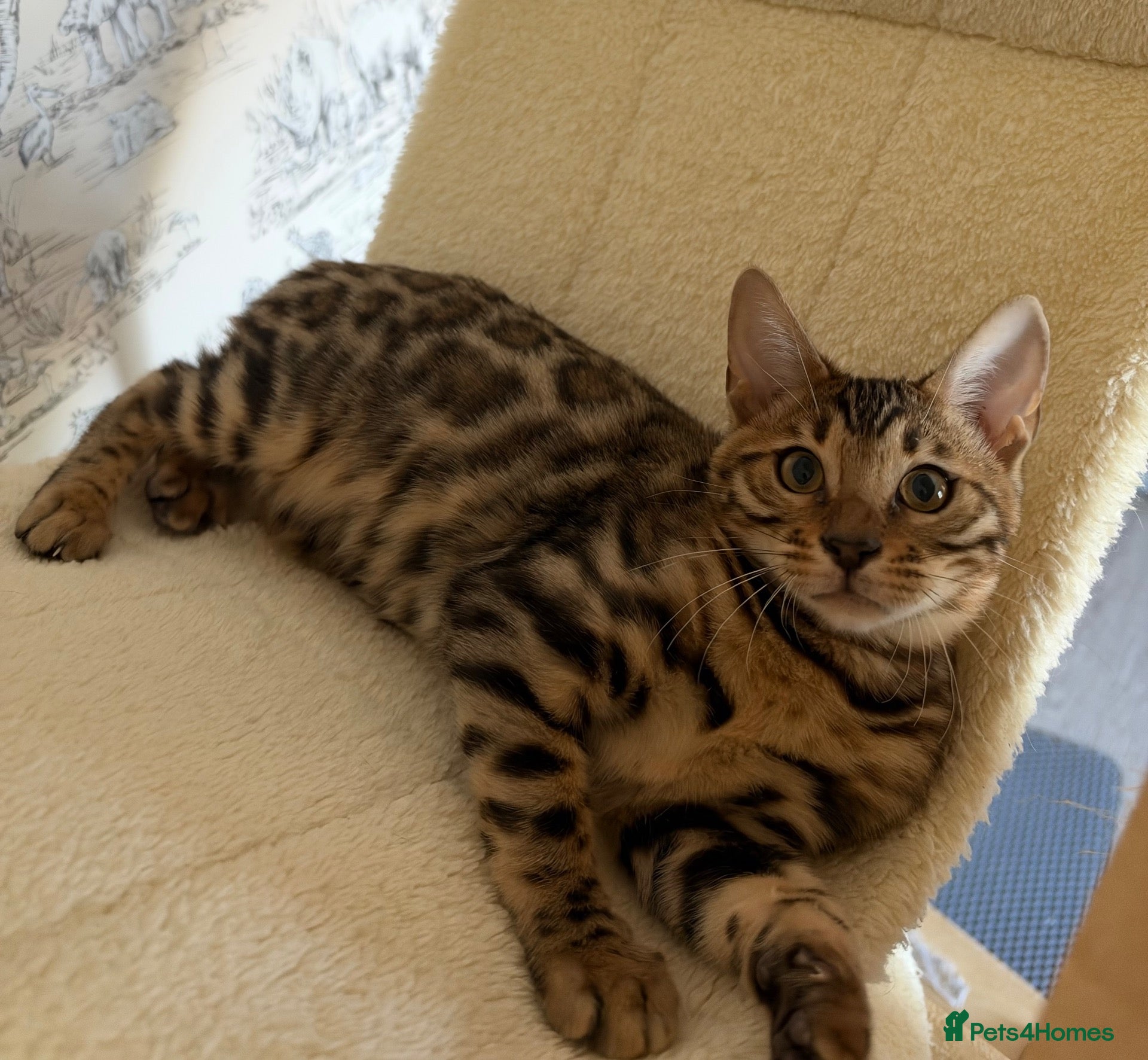 Bengal cats for sale: 🐆Exceptional Pedigree Bengal Kittens 🐆 - Advert 5