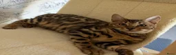 Bengal cats for sale: 🐆Exceptional Pedigree Bengal Kittens 🐆 - Advert 10