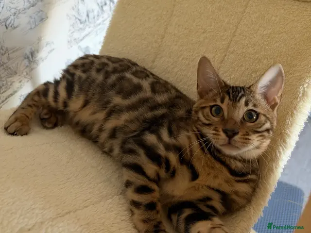 Bengal cats for sale: 🐆Exceptional Pedigree Bengal Kittens 🐆 - Advert 5