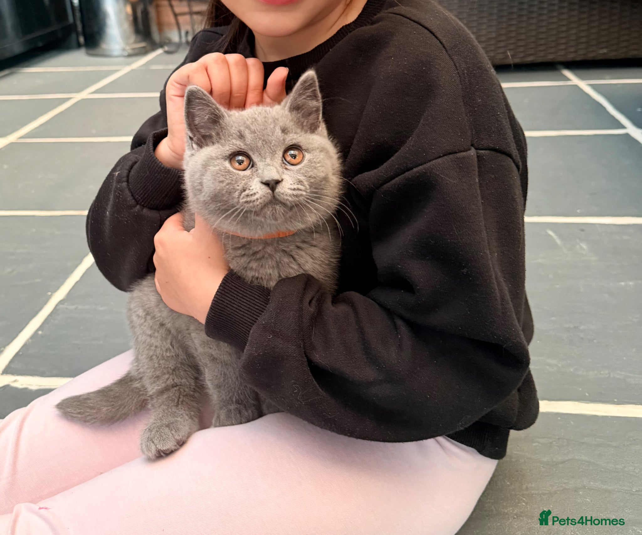 British Shorthair cats ONLY ONE BOY AVAILABLE - GCCF BSH Kittens - Advert 1
