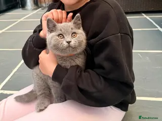 British Shorthair cats for sale: ONLY ONE BOY AVAILABLE - GCCF BSH Kittens - Advert 2