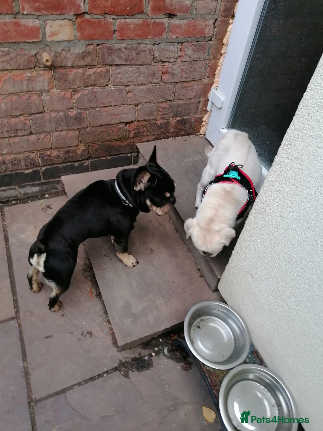 French Bulldog dogs for adoption: 💙WINSTON-LITTLE FRENCHIE BOY WITH A BIG HEART💙 - Advert 9