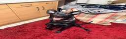 Mixed Breed dogs for sale: Rehome my bella - Advert 5