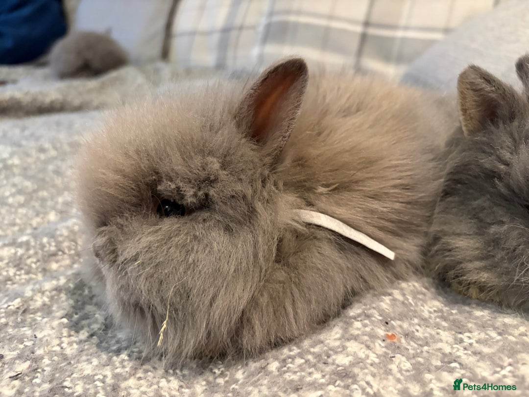 Lionhead rabbits for sale: Double maned lion head bunnies for sale  - Image 10