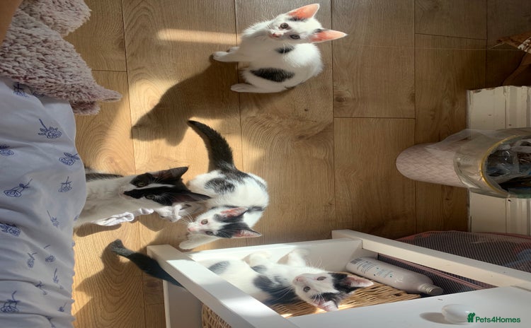 Mixed Breed cats - Advert 2