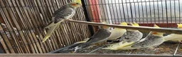 Cockatiels birds for sale: BEAUTIFUL Cockatiels FOR SALE - Advert 4