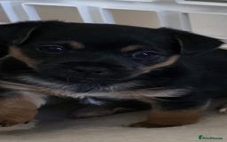 Jack Russell dogs for sale: Jack Russell puppies  - Image 3
