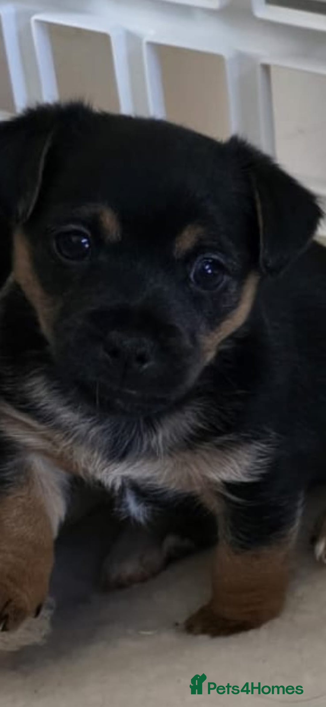 Jack Russell dogs for sale: Jack Russell puppies  - Image 3