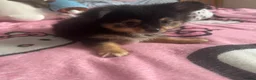 Mixed Breed dogs for sale: A cute little angel of a puppy - Advert 4