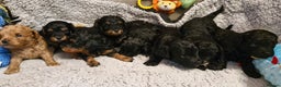 Cavapoo dogs for sale: Gorgeous F1b Cavapoo puppys Health tested parents  - Advert 17