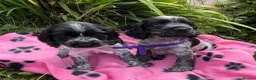 Cocker Spaniel dogs for sale: Stunning show type cocker spaniel puppies  - Advert 16