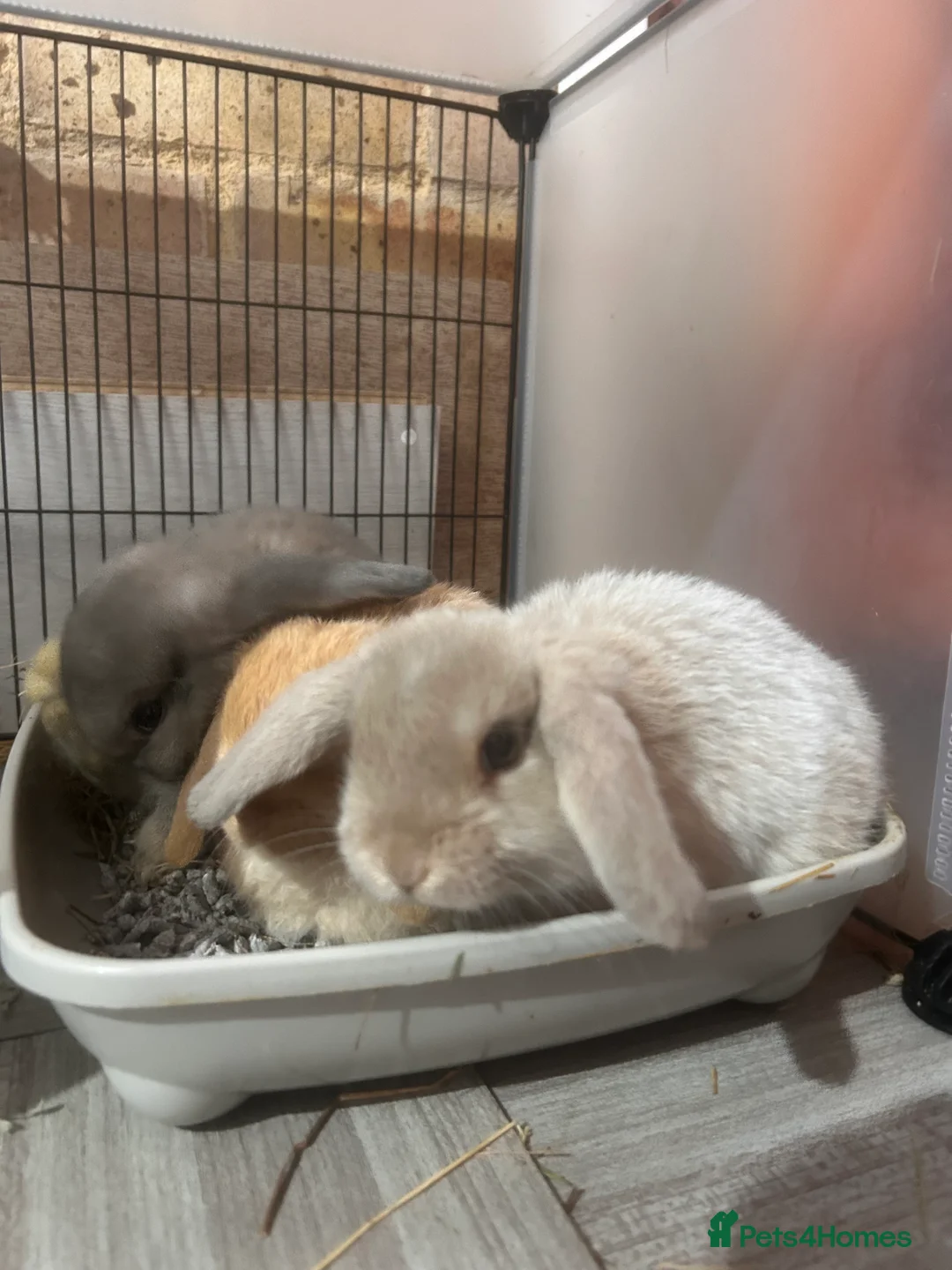 Mini Lop rabbits for sale: Beautiful mini lop Bunnies - Advert 9