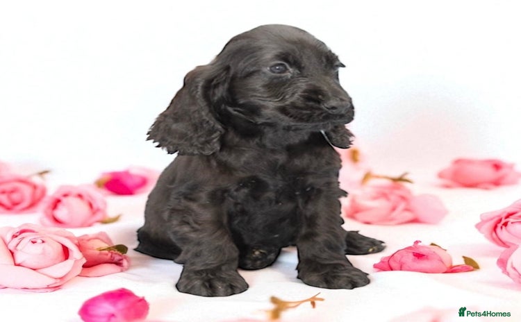 Cocker Spaniel dogs - Advert 14