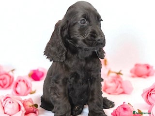 Cocker Spaniel dogs - Advert 20