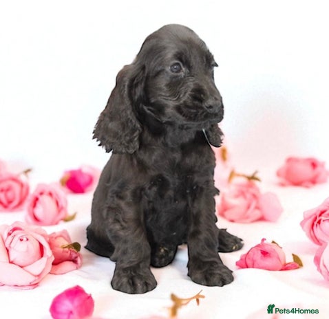 Cocker Spaniel dogs - Advert 2