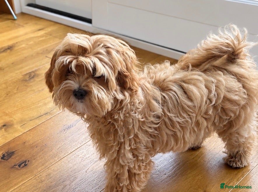 Maltipoo dogs Ready Now ! Asian Maltipoo. DNA tested parents. - Advert 1