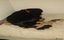 Cockapoo dogs for sale: Stunning cockerpoo pups - Image 9