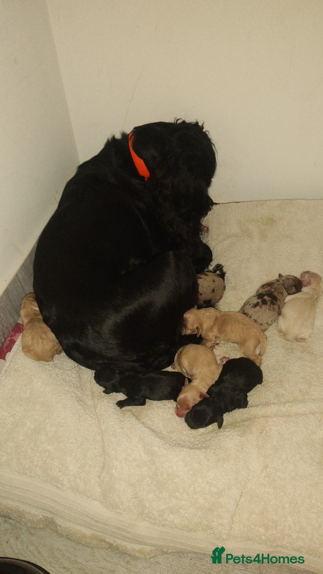 Cockapoo dogs for sale: Stunning cockerpoo pups - Image 9
