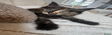 Ragcoon 8