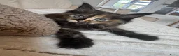 Ragcoon cats for sale: 8 gorgeous Mainecoon x ragdoll babies  - Advert 3