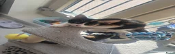 Mixed Breed cats for sale: Beautiful kittens!!  - Advert 14