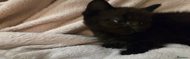 Ragdoll x British Short Haired 5