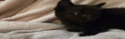 Ragdoll cats for sale: Ragdoll x British Short Hair special kittens  - Advert 5