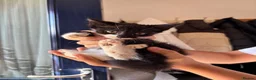 Mixed Breed cats for sale: Three kittens needing homes ASAP in Portsmouth - Advert 2
