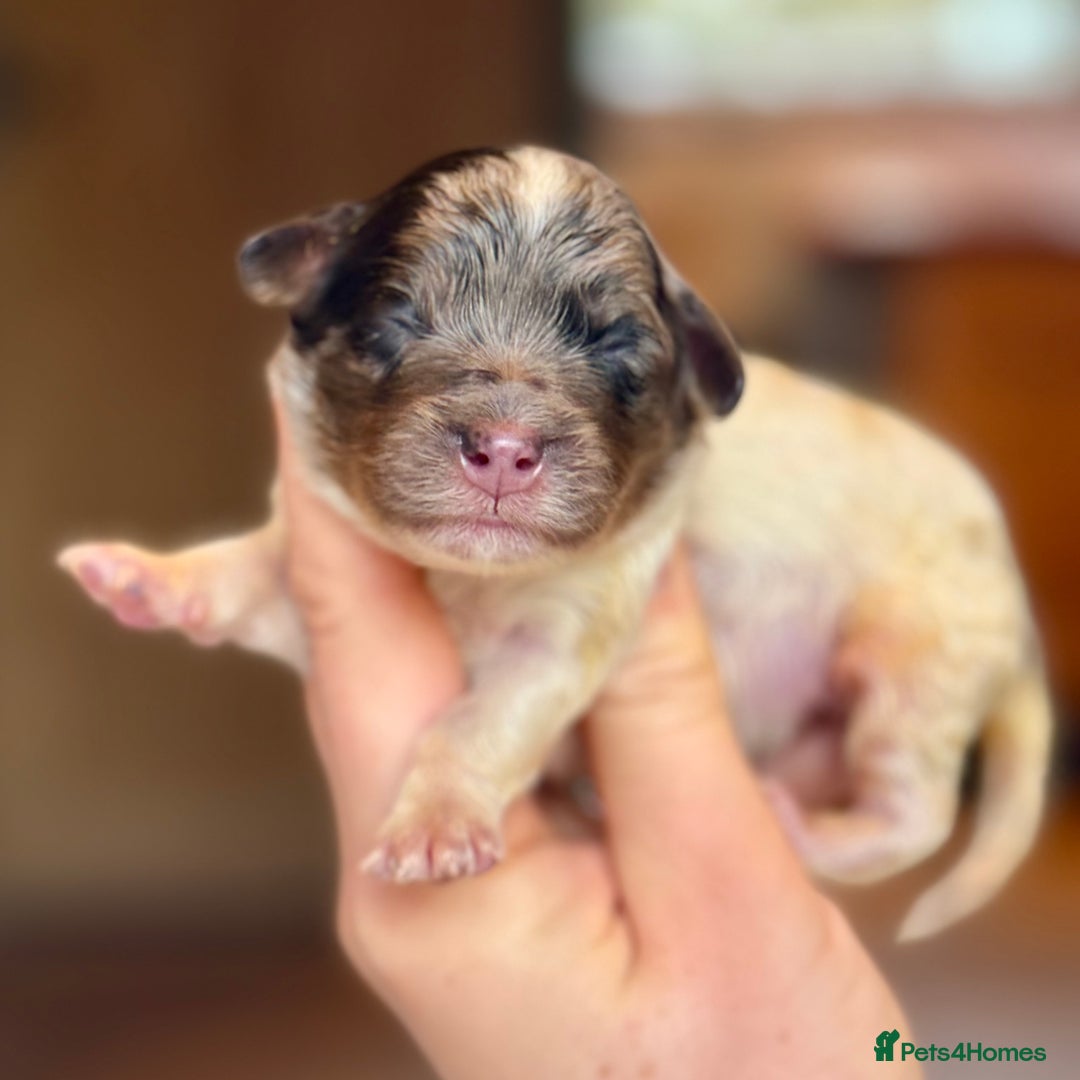 Cavapoo dogs for sale: Gorgeous Rainbow Cavapoos 🌈 - Advert 9