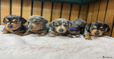 Miniature Dachshund dogs - Advert 3