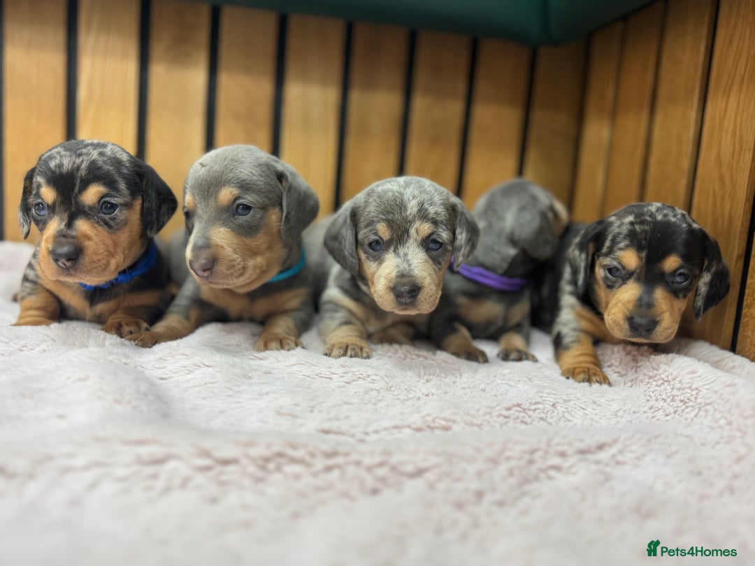 Miniature Dachshund dogs for sale: 5⭐️ Licensed breeder. Kc reg Pra clear - Image 3