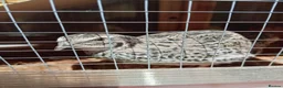 Quail poultry for sale: Hatching eggs sparkly and glitters  - Advert 24