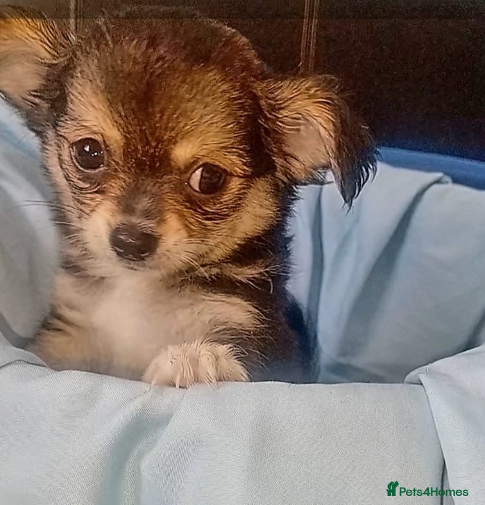 Chihuahua dogs Full Chihuahuas Fabulous  - Advert 1