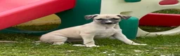 Whippet dogs for sale: Beautiful KC Whippet boy Puppy  - Advert 26