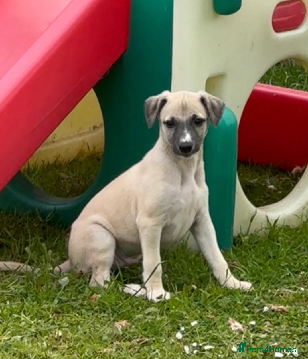 Whippet dogs for sale: Beautiful KC Whippet boy Puppy  - Advert 26